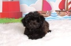 Small Photo #2 Zuchon Puppy For Sale in CHICO, CA, USA