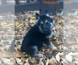 German Shepherd Dog Puppy for Sale in GROVE CITY, Ohio USA