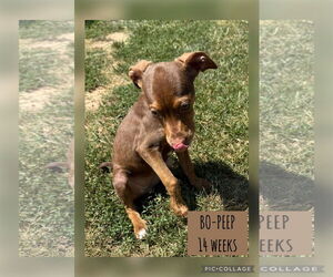 Labrador Retriever-Unknown Mix Dogs for adoption in Woodbury, NY, USA