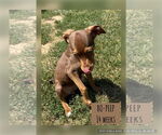 Small Labrador Retriever Mix