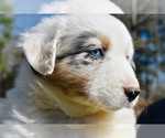 Small Photo #1 Australian Shepherd Puppy For Sale in DEVILLE, LA, USA