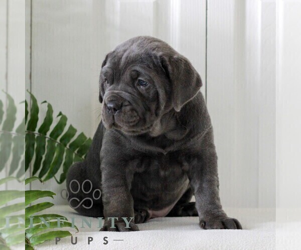 Medium Photo #3 Cane Corso Puppy For Sale in LANCASTER, PA, USA
