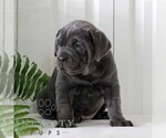 Small #2 Cane Corso