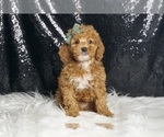 Puppy 3 Poodle (Miniature)