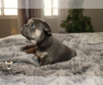 Small #3 French Bulldog