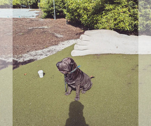 Father of the Chinese Shar-Pei puppies born on 06/16/2025