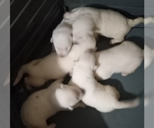 German Shepherd Dog Puppy for sale in WINGO, KY, USA