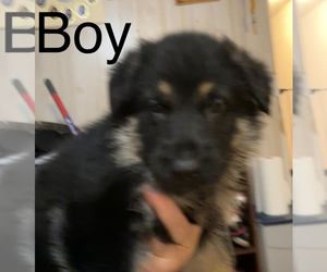 German Shepherd Dog Puppy for sale in BLUEFIELD, VA, USA