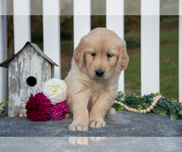 Medium Photo #3 Golden Retriever Puppy For Sale in HOLMESVILLE, OH, USA