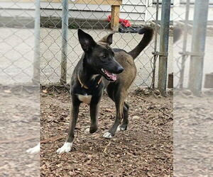 Wendy - Female Feist Terrier-Unknown Mix Dog for Adoption - Photo #3
