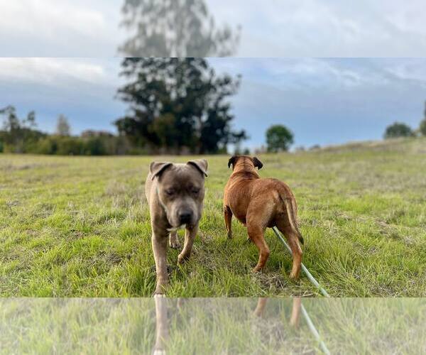 Medium Photo #10 Anatolian Shepherd-Boxer Mix Puppy For Sale in San Jose, CA, USA