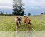 Small #9 Anatolian Shepherd-Boxer Mix