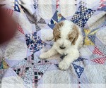 Puppy brown spot Labradoodle