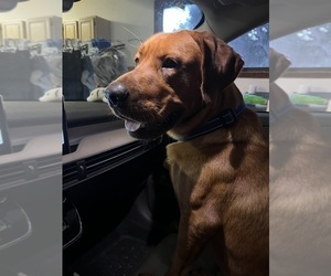 Father of the Labrador Retriever puppies born on 11/10/2025