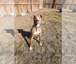 Gingy - Male Mutt Dog for Adoption - Photo #2