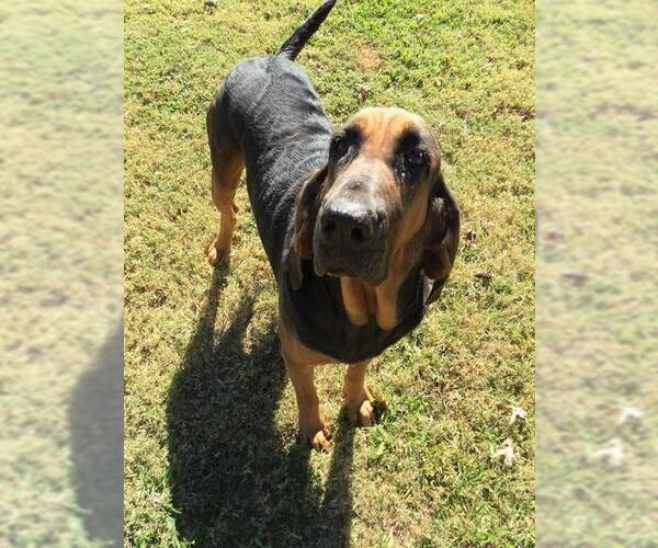 Medium Photo #1 Bloodhound Puppy For Sale in Grovetown, GA, USA