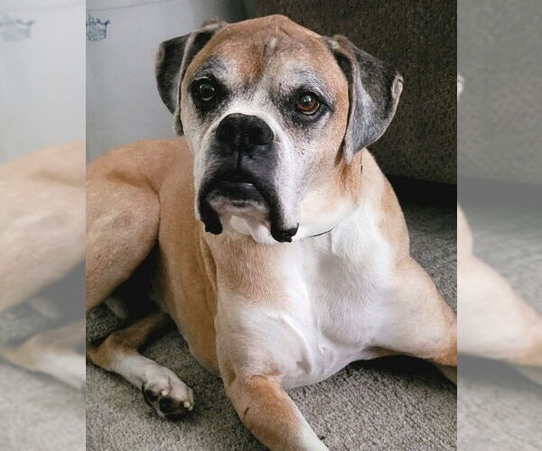 Medium Photo #2 Boxer Puppy For Sale in Burnsville, MN, USA