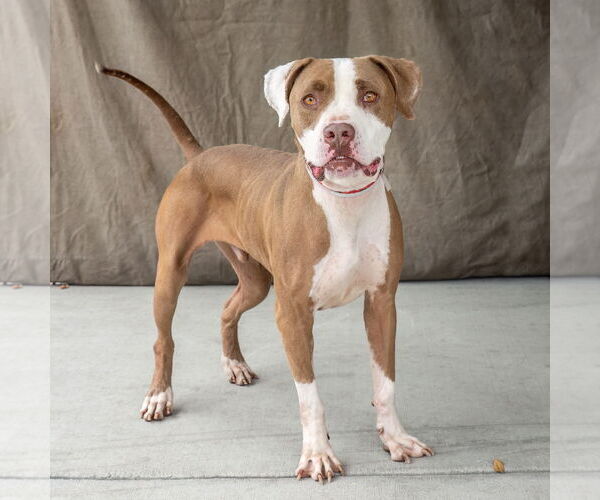 Medium Photo #3 American Pit Bull Terrier Puppy For Sale in Pasadena, CA, USA