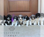 Small #1 Bernedoodle (Miniature) (+ Poodle Miniature)