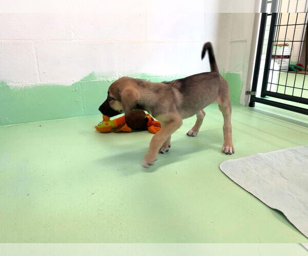 Medium Photo #7 Anatolian Shepherd-Rhodesian Ridgeback Mix Puppy For Sale in Higley, AZ, USA