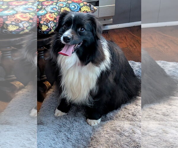 Medium Photo #2 Australian Shepherd Puppy For Sale in St. Louis Park, MN, USA