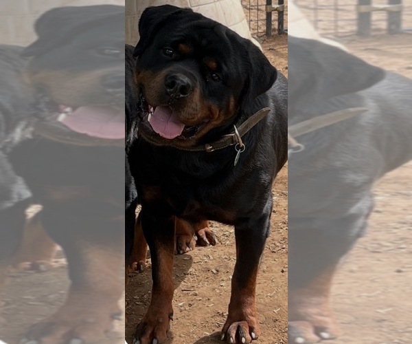 Medium Photo #1 Rottweiler Puppy For Sale in WALLINGFORD, CT, USA