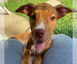 Small #1 Mutt
