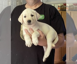 Labrador Retriever Puppy for Sale in KITTRELL, North Carolina USA