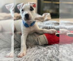 Small #6 American Staffordshire Terrier-Staffordshire Bull Terrier Mix