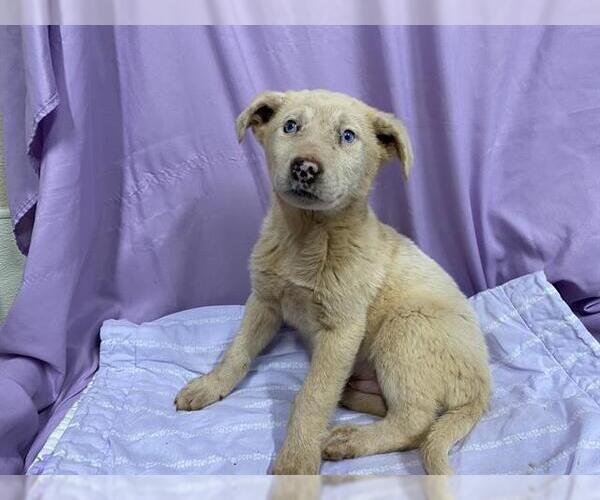 Medium Photo #1 Anatolian Pyrenees Puppy For Sale in Modesto, CA, USA