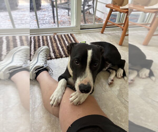Medium Photo #7 American Pit Bull Terrier-Border Collie Mix Puppy For Sale in Holly Springs, NC, USA