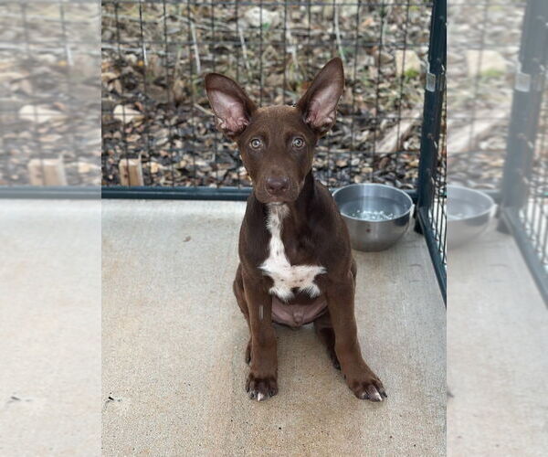Medium Photo #1 Labrador Retriever-Unknown Mix Puppy For Sale in Oak Bluffs, MA, USA
