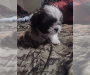 Shih Tzu Puppy for sale in TRAPHILL, NC, USA