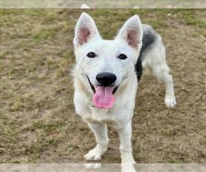 German Shepherd Dog Dogs for adoption in Conroe, TX, USA