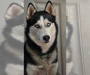 Mother of the Siberian Husky puppies born on 08/29/2025