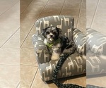 Small #4 Auss-Tzu
