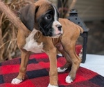 Small #12 Boxer