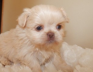 Shih Tzu Puppy for sale in SMITHS CREEK, MI, USA