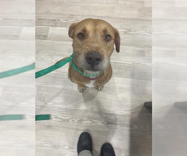 Medium Photo #1 American Pit Bull Terrier-Unknown Mix Puppy For Sale in Pearland, TX, USA