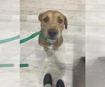 Small American Pit Bull Terrier Mix