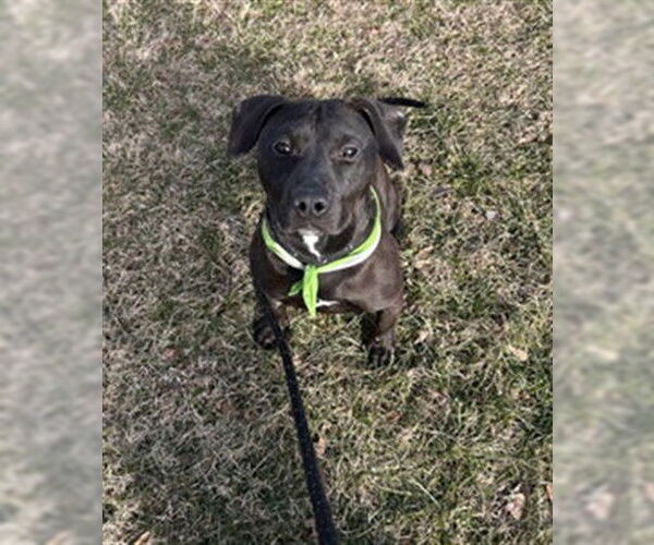 Medium Photo #3 Labrador Retriever-Unknown Mix Puppy For Sale in Louisville, KY, USA