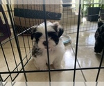 Small Photo #23 Shih Tzu Puppy For Sale in LONGWOOD, FL, USA