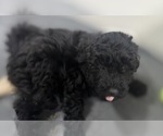 Small #2 Puli