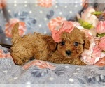 Small Photo #4 Cavapoo Puppy For Sale in RED LION, PA, USA