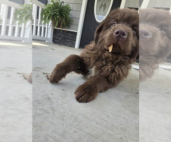 Medium Photo #2 Newfoundland Puppy For Sale in TILTON, IL, USA