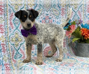 Texas Heeler Puppy for sale in LANCASTER, PA, USA