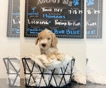 Puppy Puppy 3 Goldendoodle