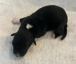 Small Photo #2 Australian Shepherd Puppy For Sale in CHIMAYO, NM, USA