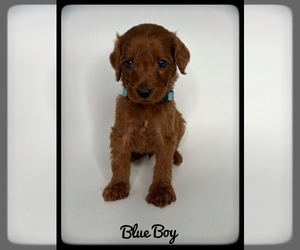 Goldendoodle (Miniature) Puppy for sale in ORANGE PARK, FL, USA