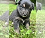 Puppy Elsa Australian Shepherd